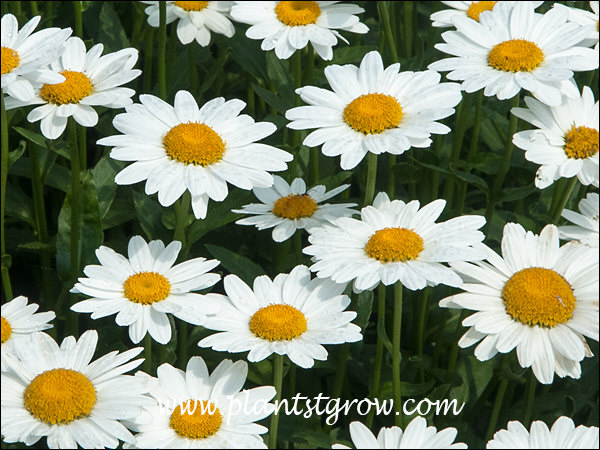 Nice large white flowers with bright yellow center. The petals are actually ray flowers and the center is made up of disk flowers.